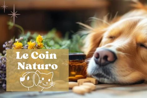 Bon'Atelier, Produits naturels pour chiens chats chevaux, anti parasitaire naturel, detox animaux, phytothérapie, gemmothérapie, prendre soin de son chien naturellement, prendre soin de son chat naturellement Bon'Atelier, Produits naturels pour chiens chats chevaux, anti parasitaire naturel, detox animaux, phytothérapie, gemmothérapie, prendre soin de son chien naturellement, prendre soin de son chat naturellement